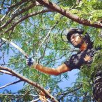 The Role of Tree Trimming in Pest Prevention